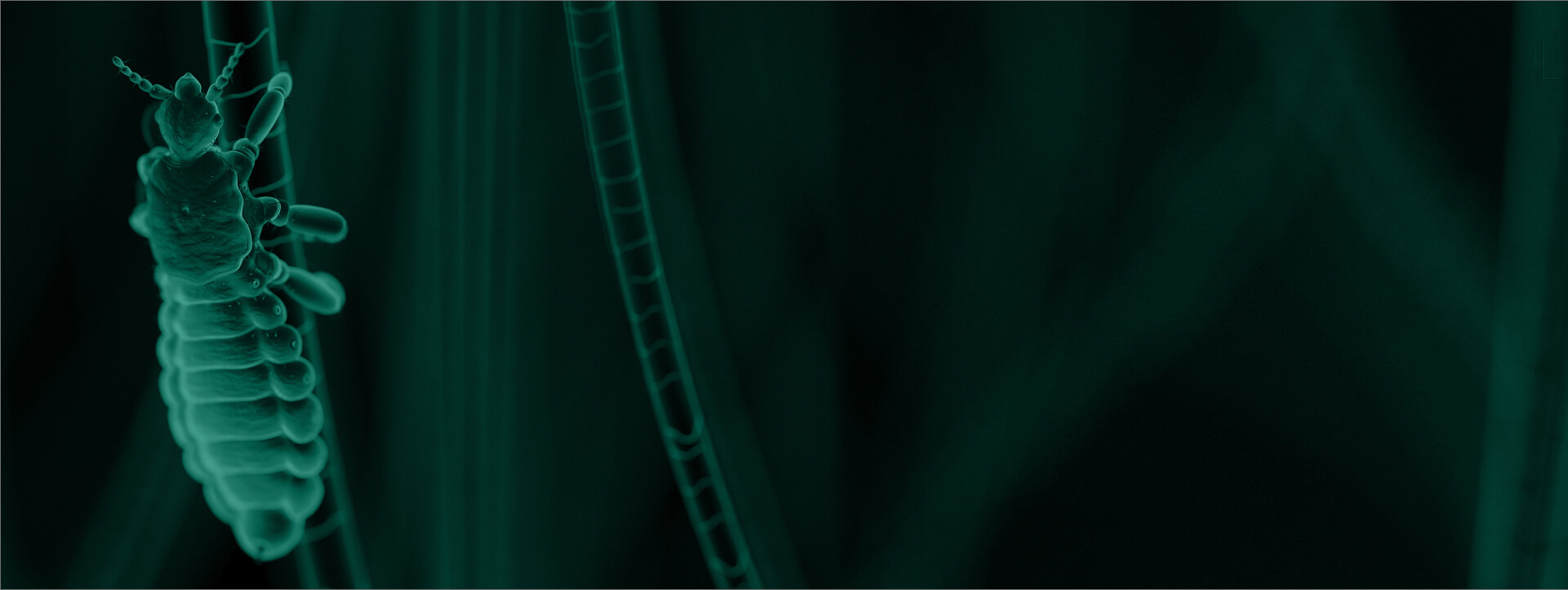 Natroba™ (spinosad) & Head Lice For Healthcare Professionals