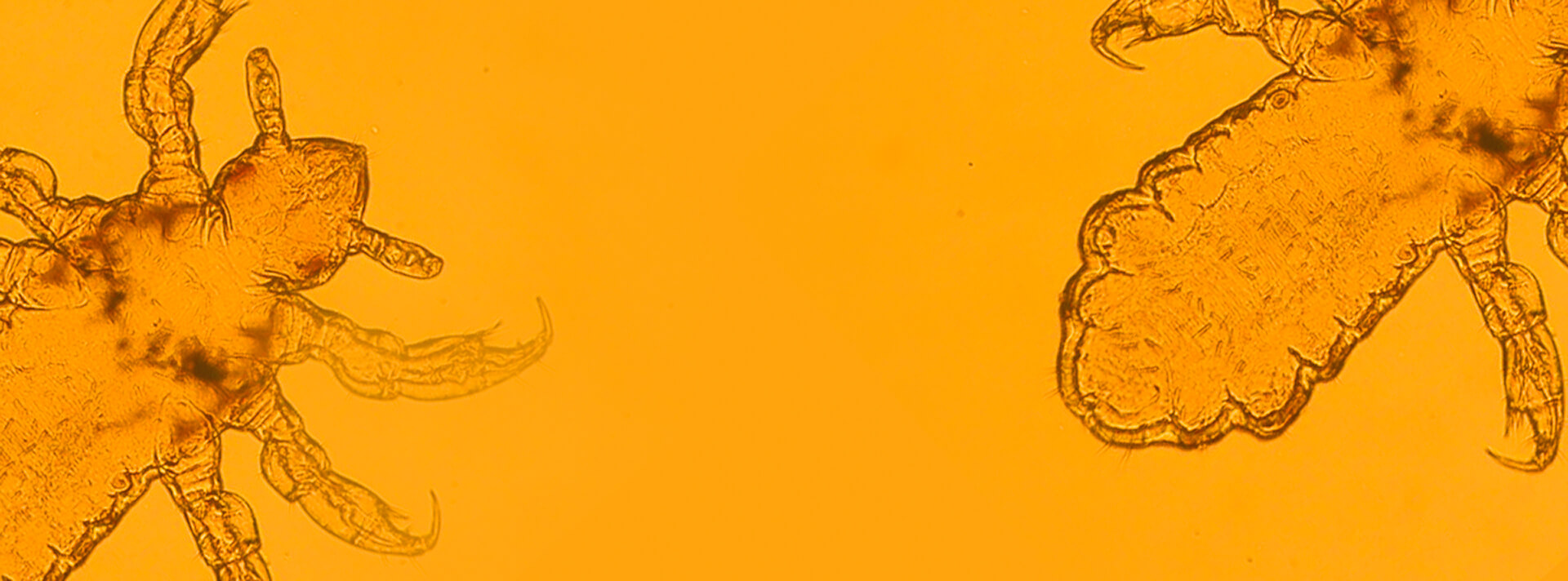 Keep Up with Head Lice Clinical Updates